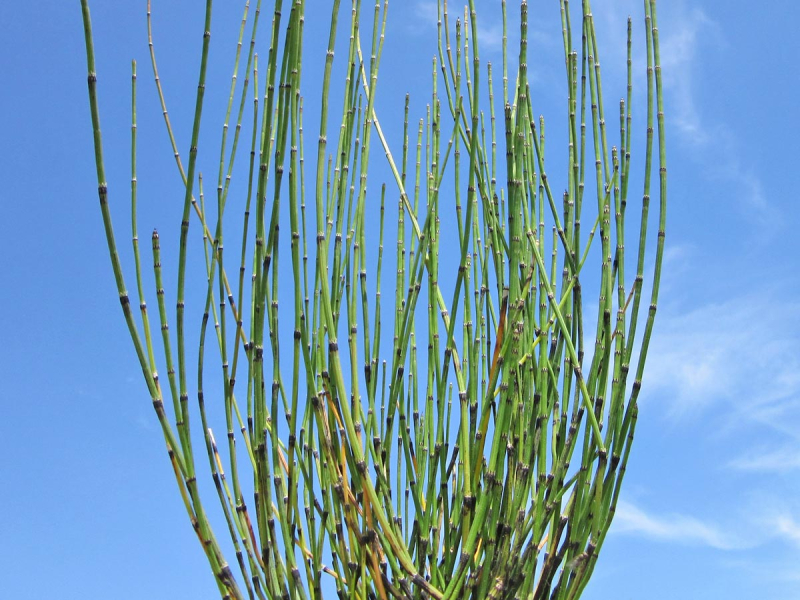 Zwerg-Schachtelhalm - Equisetum scirpoides